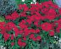 Seminte profesionale Dianthus hybrid - Garofite de gradina - imagine 49013